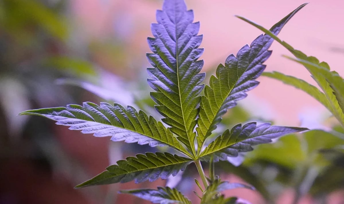 FILE - Marijuana plants are displayed at a shop in San Francisco, Monday, March 20, 2023. Daily and near-daily marijuana use is now more common than similar levels of high-frequency drinking in the U.S., according to an analysis of survey data over four decades, according to research published Wednesday, May 22, 2024, in the journal Addiction.  - AP