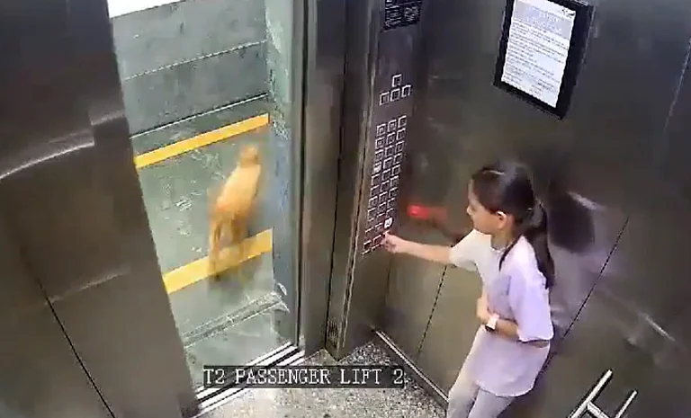 As soon as the door of the lift closes, the girl is seen moving her arm in pain.
- X