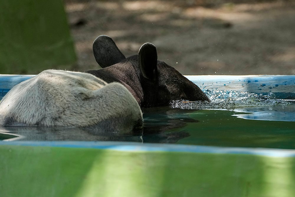 Malayan Tapir at Kolkata Zoo