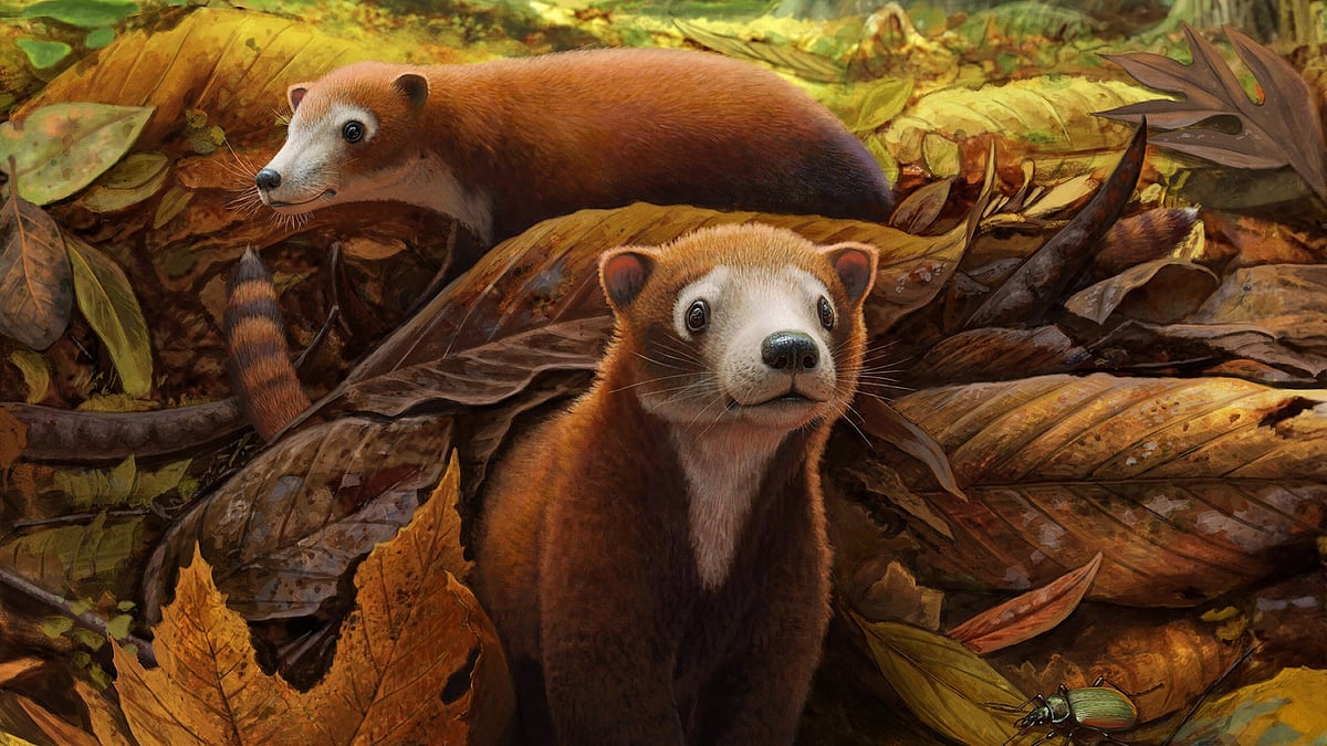 Denver Museum of Nature & Science : A reconstruction of Militocodon lydae. 