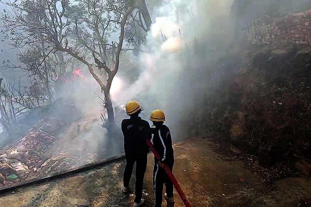 Forest Fire