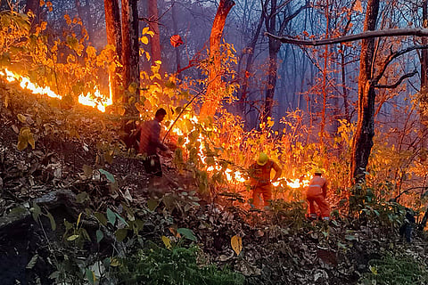 Forest Fires