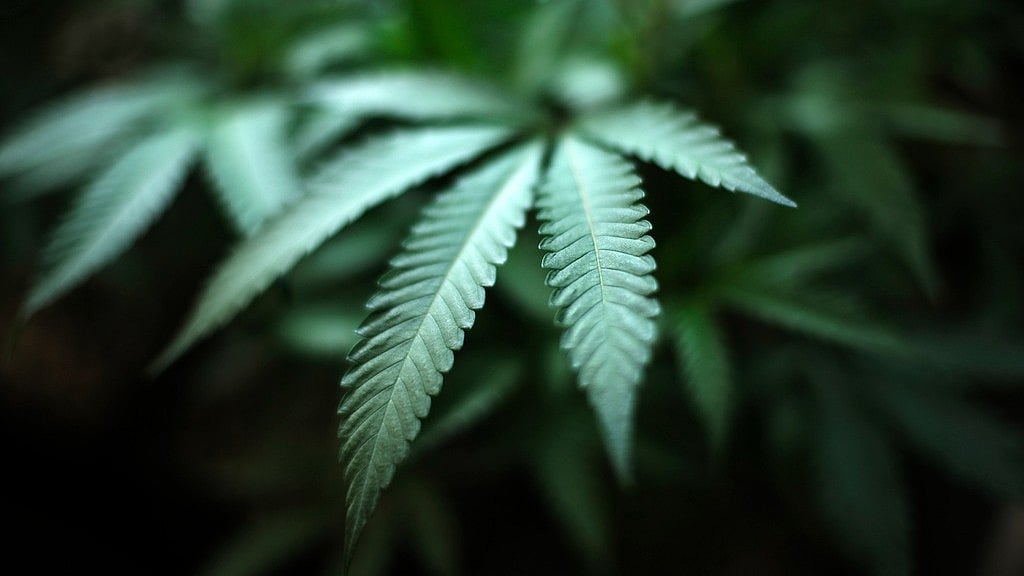 AP :  An indoor cannabis farm in Gardena, Calif., is seen, Aug. 15, 2019. Marijuana advocates are gearing up for Saturday, April 20, 2024. A federal proposal to reclassify marijuana as a less dangerous drug has raised the hopes of some pot backers that more states will embrace cannabis.