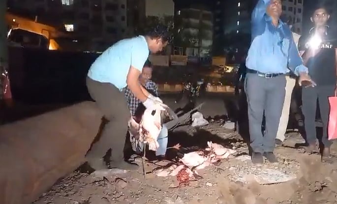 Screen grab from video posted on X/@mumbaitez
 : Various calls were received from people on Tuesday about the dead birds spotted at some places in Ghatkopar