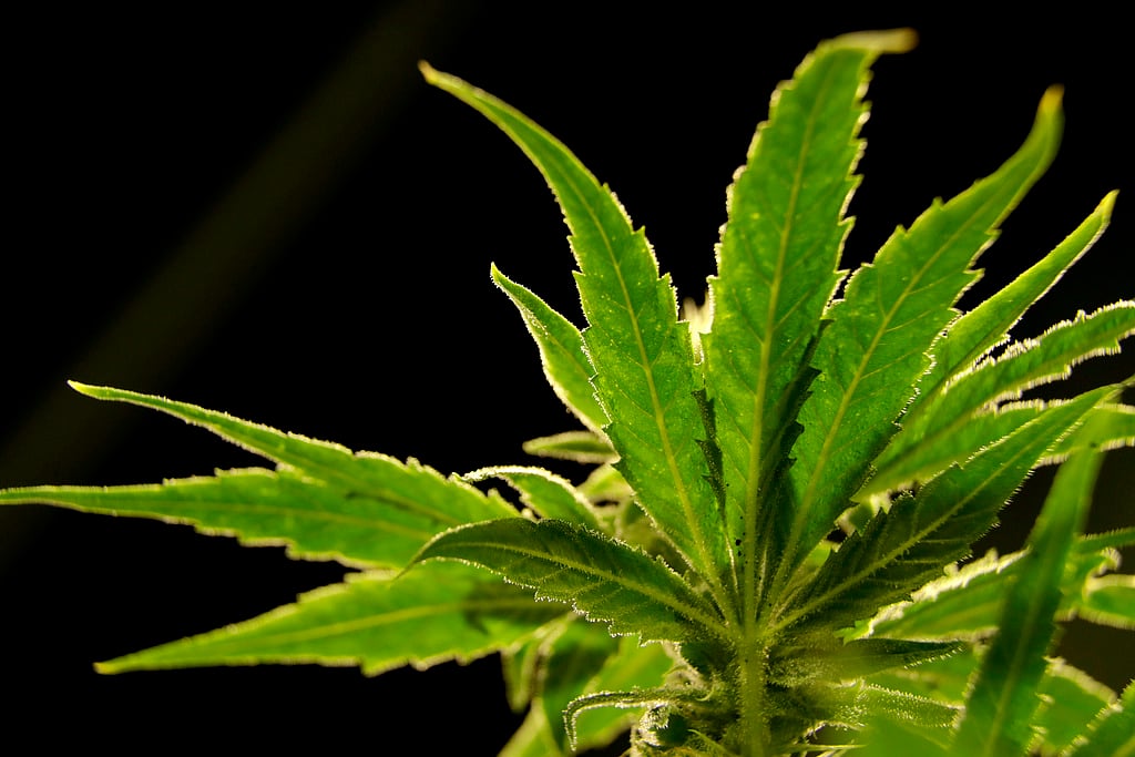 Julio Cortez/AP : Reclassifying Marijuana