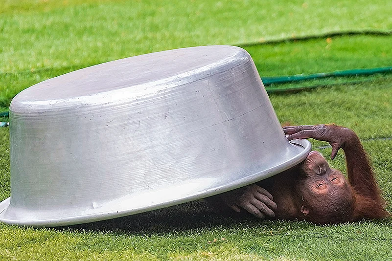 Heatwave: An orangutan at Assam State Zoo