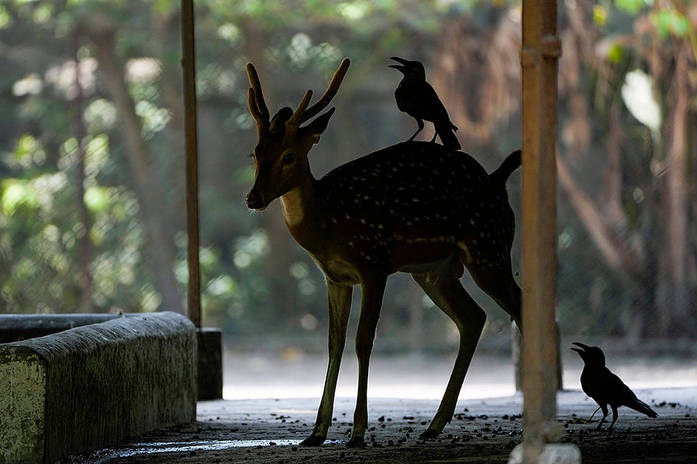 Spotted deer at Kolkata zoo