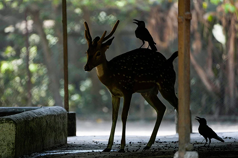 Spotted deer at Kolkata zoo