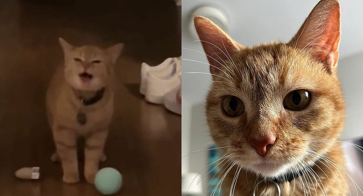 X : Viral 'I Go Meow' Cat, Cala, Dies Of Old Age