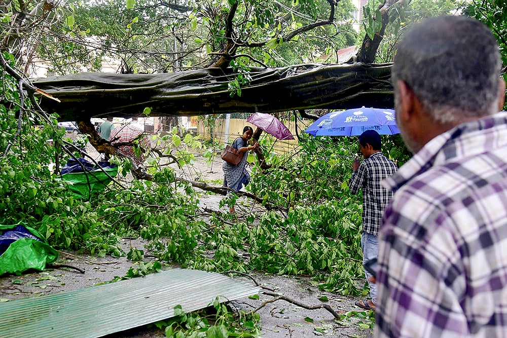 Uprooted tree due to Cyclone Remal photo_1