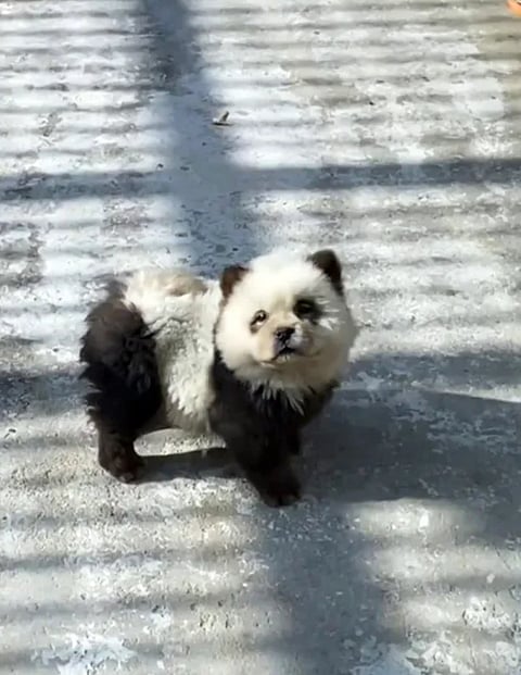 Panda Dog