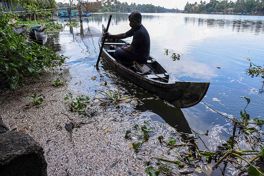 Dead fish float in the Periyar river