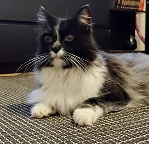 A Salmiak colored cat - Animal Genetics