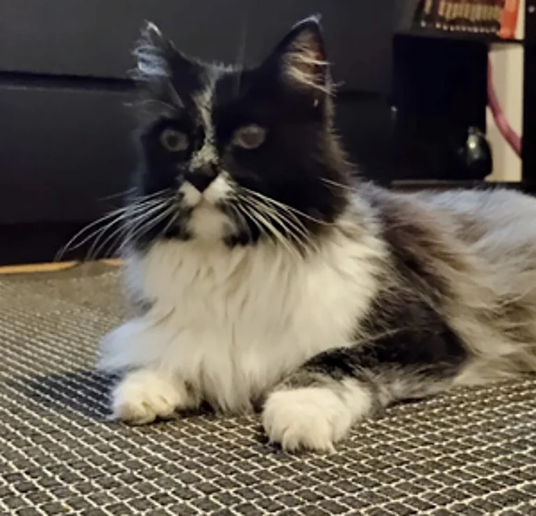 A Salmiak colored cat - Animal Genetics