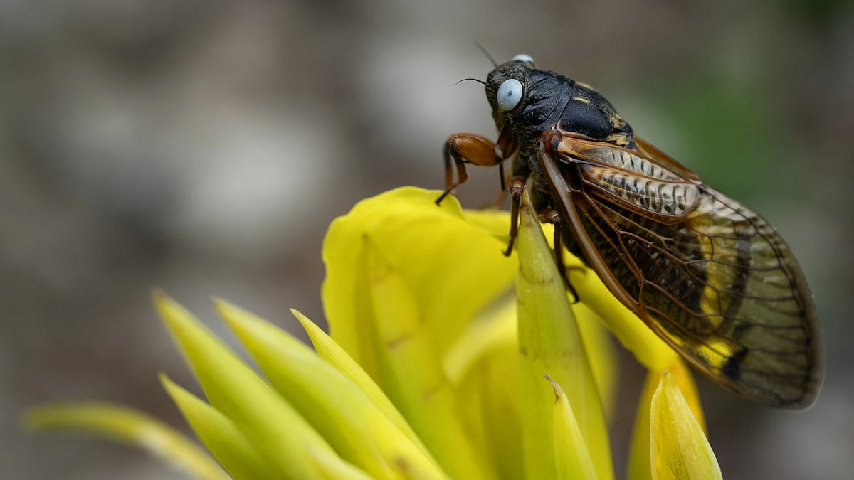 AP : Blue-eyed Cicada