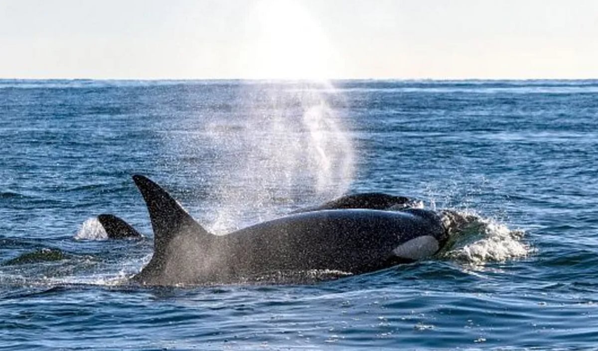 Getty Images : Orcas Sink Yacht