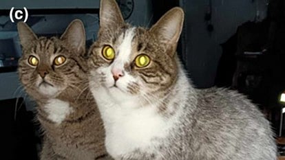 Animal Genetics