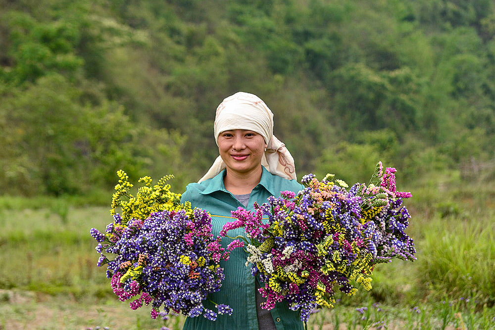 statice flowers in Senapati, Manipur