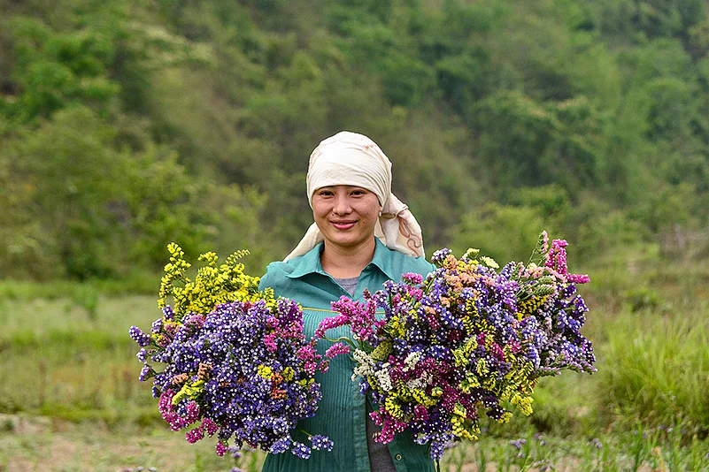 statice flowers in Senapati, Manipur