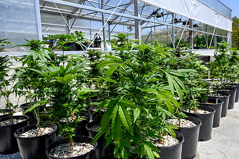 Marijuana