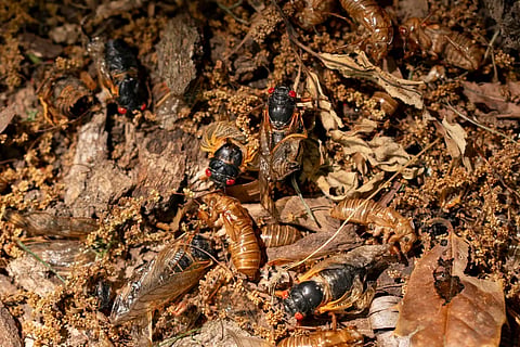 Cicadas