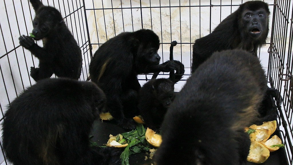 AP : Howler monkeys sit in a cage at a veterinarian clinic after they were rescued amid extremely high temperatures in Tecolutilla, Tabasco state, Mexico.