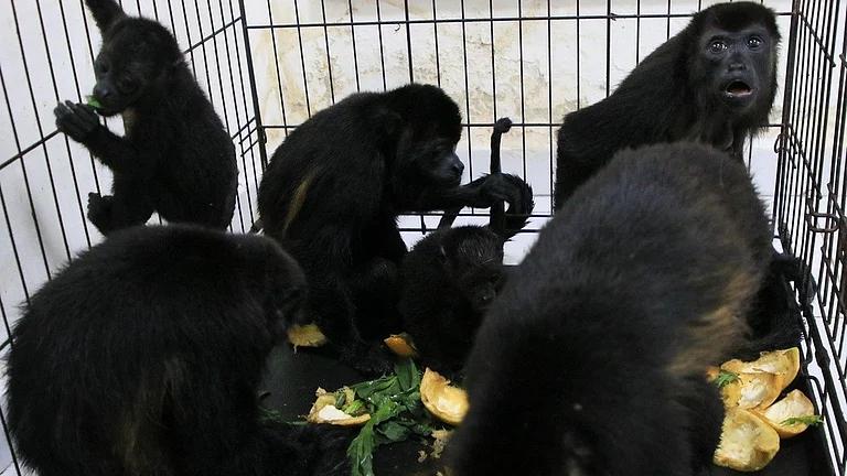 Howler monkeys sit in a cage at a veterinarian clinic after they were rescued amid extremely high temperatures in Tecolutilla, Tabasco state, Mexico. - AP