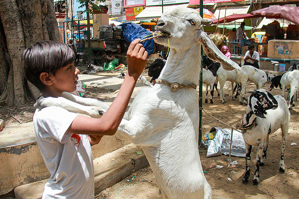 Eid-al-Adha festival