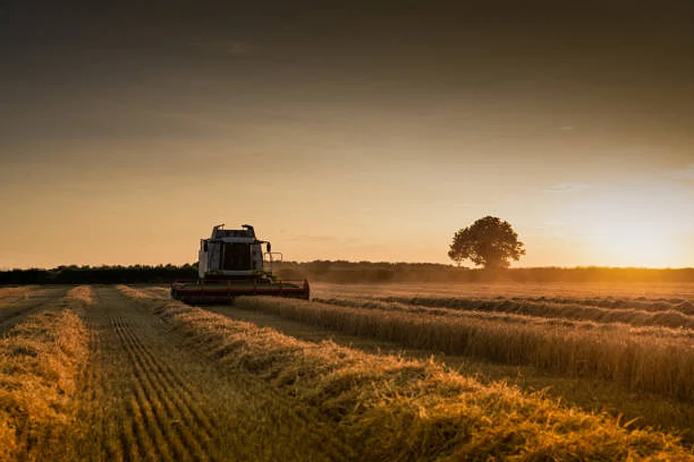 Singh was cutting hay when the machine sliced off his arm. - Representative/Getty Images