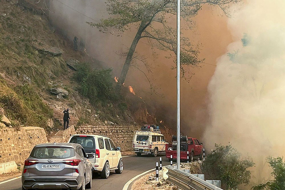 Forest Fire