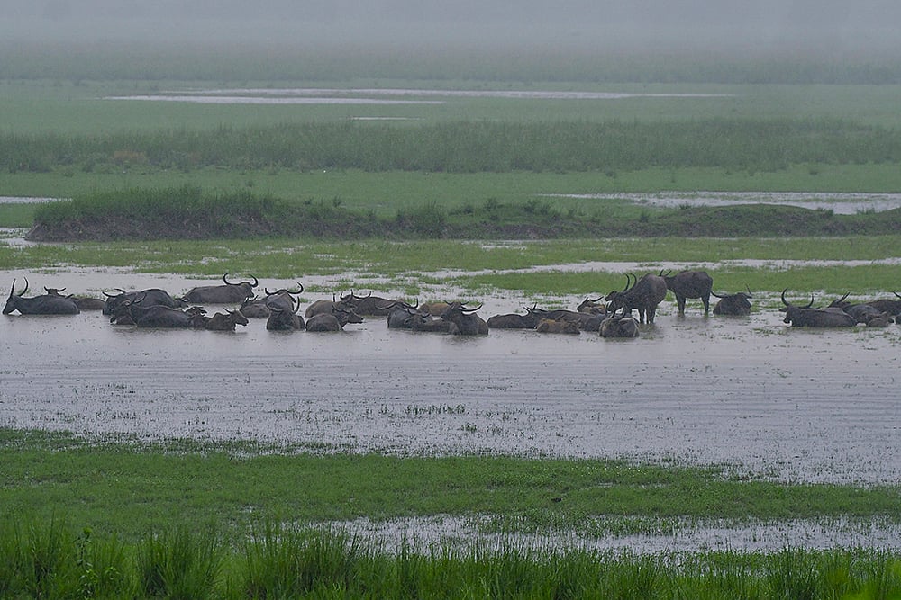 Pobitora Wildlife Sanctuary