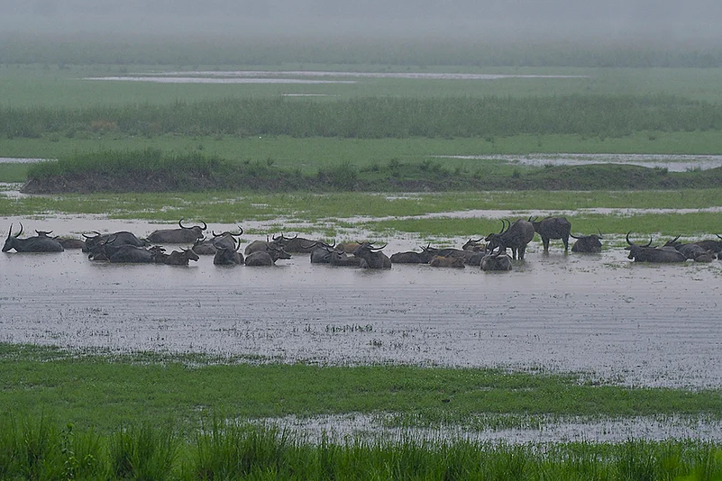 Pobitora Wildlife Sanctuary