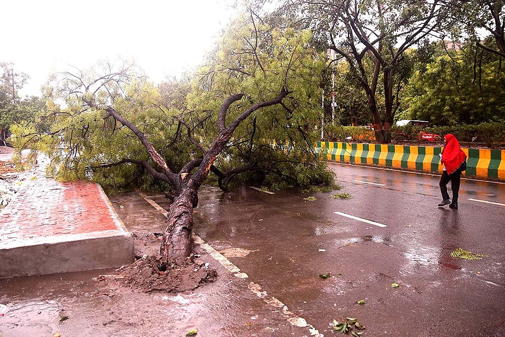 uprooted tree due to rain