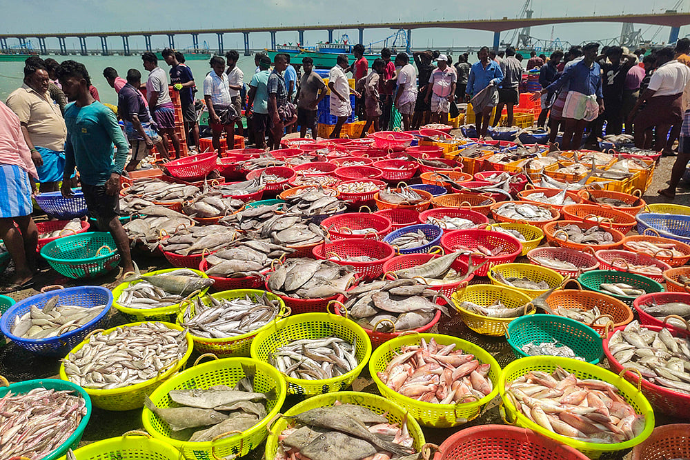 Fishes at Pamban harbour in Rameshwaram