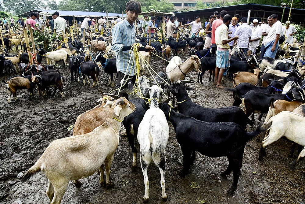 goat market in Guwahati
