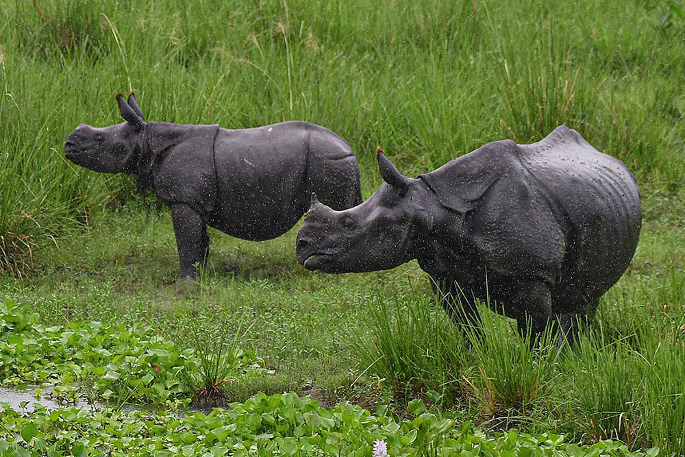 rhinoceroses in Pobitora Wildlife Sanctuary