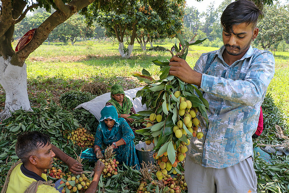  litchi orchard in Jammu