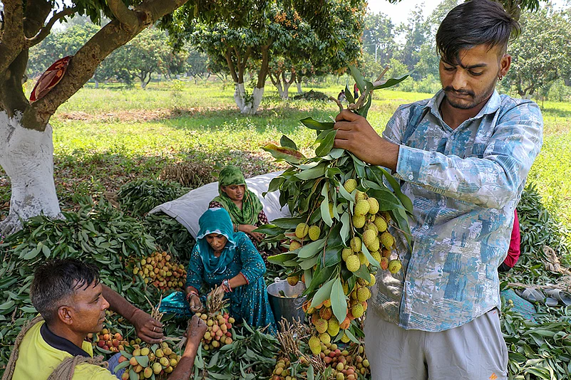litchi orchard in Jammu
