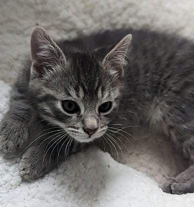 Kolkata Police Files Case After Man Throws Kitten To Death From High-Rise| - Representational Image 