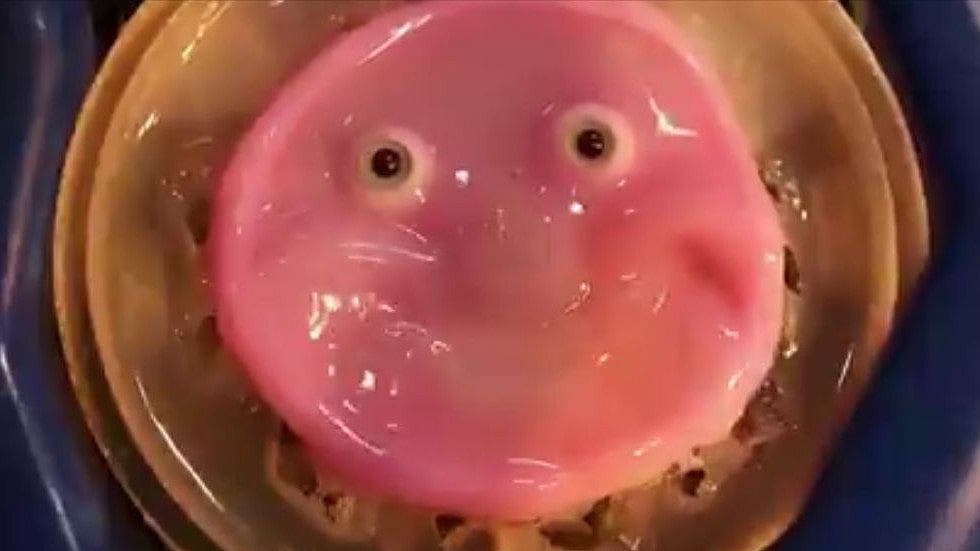 X/@TheHumanoidHub : World’s First Smiling Robot Face Made Of Human Cells |