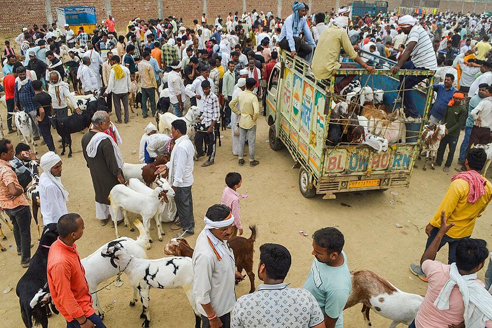 goat market in Agra