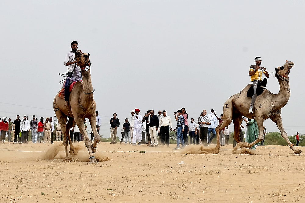 Camel race on World Camel Day in Bikaner