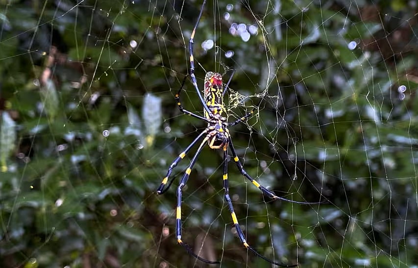 AP : Joro Spider Set To Invade Parts Of US As Early As This Summer