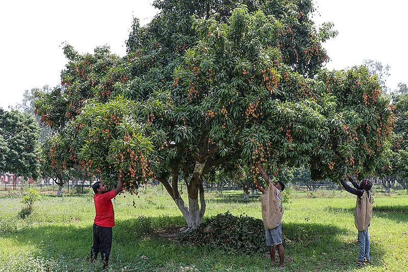 litchis fruit harvesting