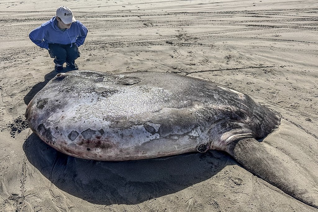 Twitter : Hoodwinker sunfish