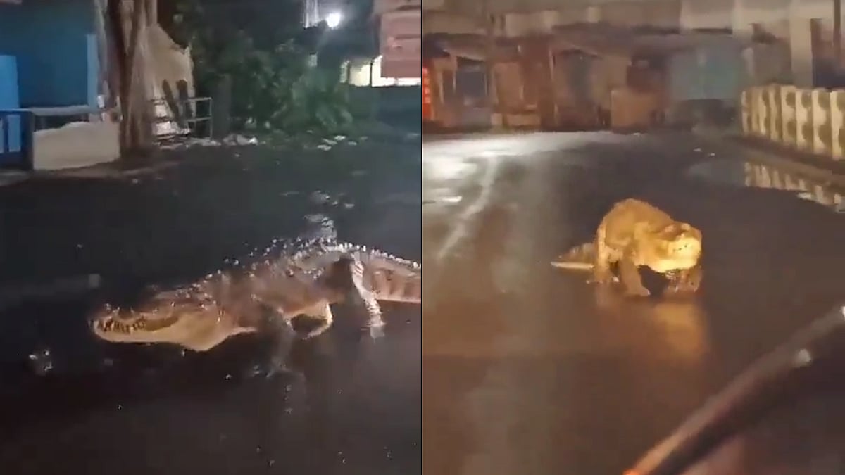 crocodile in roads of Ratnagiri, Maharahstra