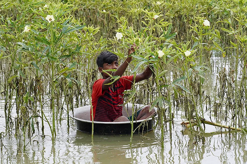 Boy plucks okra vegetable in a flooded field