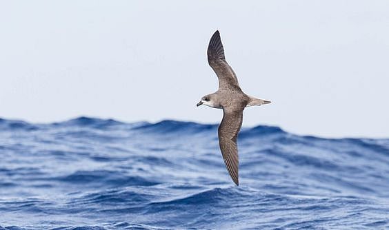 Pinterest : Desertas Petrels
