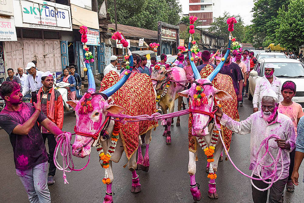 Decorated bulls on the occasion of Bendur festival in Karad