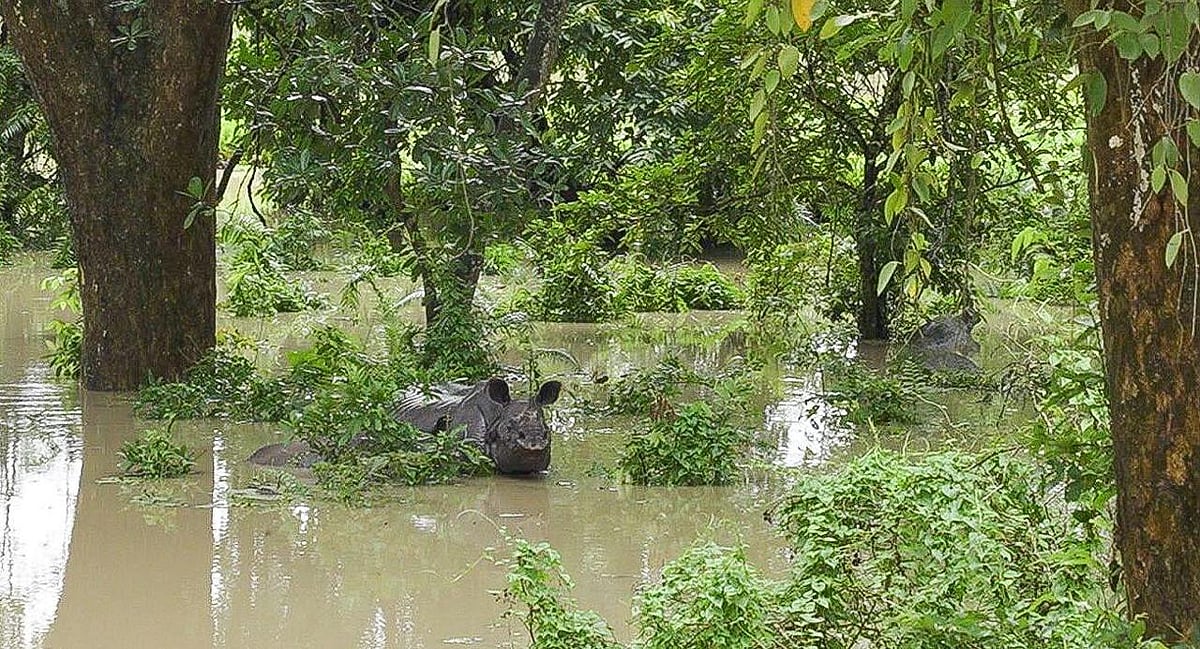X/@CMOfficeAssam : Deluged Kaziranga National Park in Assam |